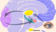 The process of how information reaches the amygdala. Image credit: Manos Kefalas / CC BY-SA 3.0.