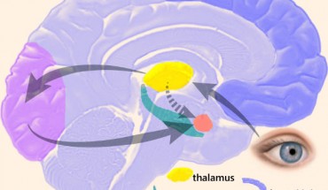 The process of how information reaches the amygdala. Image credit: Manos Kefalas / CC BY-SA 3.0.
