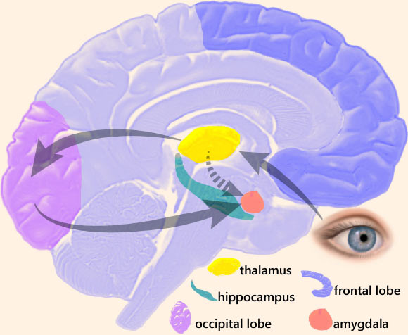 The process of how information reaches the amygdala. Image credit: Manos Kefalas / CC BY-SA 3.0.