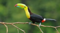 A keel-billed toucan (Ramphastos sulfuratus) in Costa Rica. Image credit: T. Tschleuder / CC BY-SA 3.0.
