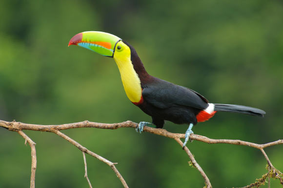 A keel-billed toucan (Ramphastos sulfuratus) in Costa Rica. Image credit: T. Tschleuder / CC BY-SA 3.0.