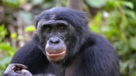 Fizi, an adult male bonobo at Lola ya Bonobo Sanctuary in the Democratic Republic of the Congo. Image credit: Christopher Krupenye, Duke University.