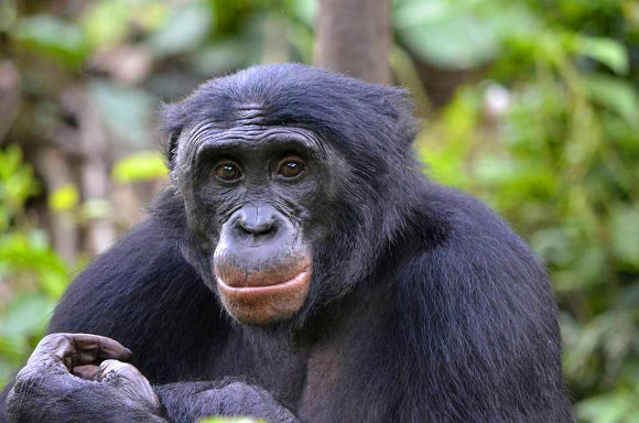 Fizi, an adult male bonobo at Lola ya Bonobo Sanctuary in the Democratic Republic of the Congo. Image credit: Christopher Krupenye, Duke University.