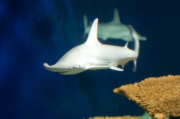 Leigh et al investigated the digestive function of bonnethead sharks in order to determine whether they can digest and assimilate nutrients from seagrass. Image credit: Mills Baker / CC BY 2.0.