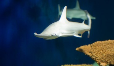 Leigh et al investigated the digestive function of bonnethead sharks in order to determine whether they can digest and assimilate nutrients from seagrass. Image credit: Mills Baker / CC BY 2.0.