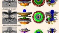Flagellar motors of Wolinella succinogenes, Arcobacter butzleri, and Bdellovibrio bacteriovorus. ‘B,’ ‘M,’ and ‘P’ labels depict Basal disk, Medial ring, and Proximal rings respectively. Image credit: Imperial College London.
