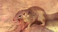 The common treeshrew (Tupaia glis). Image credit: Benjamin Balazs.