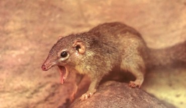 The common treeshrew (Tupaia glis). Image credit: Benjamin Balazs.