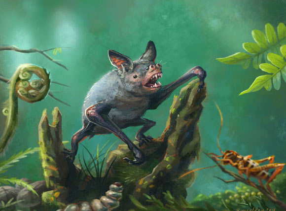 An artist’s impression of the New Zealand greater short-tailed, or burrowing, bat (Mystacina robusta) that went extinct last century. Vulcanops jennyworthyae is the biggest burrowing bat yet known. It also represents the first new bat genus to be added to New Zealand's fauna in more than 150 years. Image credit: Gavin Mouldey.