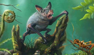 An artist’s impression of the New Zealand greater short-tailed, or burrowing, bat (Mystacina robusta) that went extinct last century. Vulcanops jennyworthyae is the biggest burrowing bat yet known. It also represents the first new bat genus to be added to New Zealand's fauna in more than 150 years. Image credit: Gavin Mouldey.