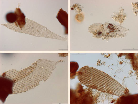 Fossilized scales of moths and butterflies from a drilled core in Germany. Image credit: van Eldijk et al.