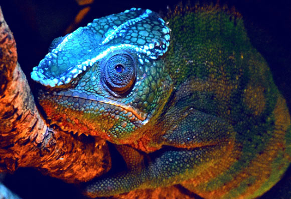 The panther chameleon shows fluorescent crests on the head. Image credit: David Prötzel, ZSM & LMU.