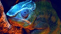 The panther chameleon shows fluorescent crests on the head. Image credit: David Prötzel, ZSM & LMU.
