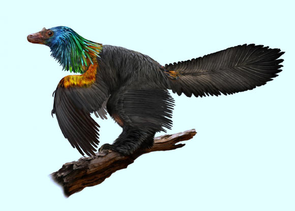 Caihong juji lived in China about 161 million years ago and may have used its impressive feathers to attract mates. Image credit: Velizar Simeonovski, Field Museum.