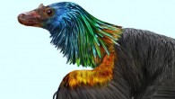 Caihong juji lived in China about 161 million years ago and may have used its impressive feathers to attract mates. Image credit: Velizar Simeonovski, Field Museum.