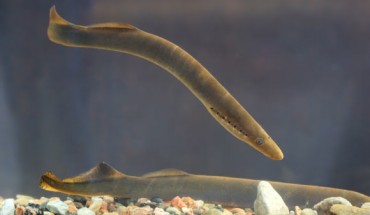 European river lampreys (Lampetra fluviatilis) in Pirita river, Estonia. Image credit: Tiit Hunt / CC BY-SA 3.0.