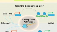 Liu et al demonstrate that induced pluripotency can be achieved through targeted activation of endogenous Oct4 or Sox2 genes. With CRISPR activation, the promoter and enhancer are specifically remodeled, Oct4 or Sox2 is derepressed in fibroblasts, and reprogramming is triggered toward pluripotency. Image credit: Liu et al, doi: 10.1016/j.stem.2017.12.001.