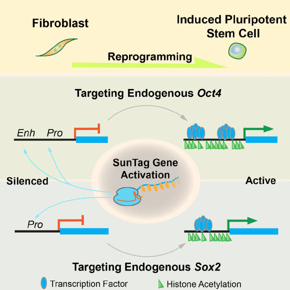 Liu et al demonstrate that induced pluripotency can be achieved through targeted activation of endogenous Oct4 or Sox2 genes. With CRISPR activation, the promoter and enhancer are specifically remodeled, Oct4 or Sox2 is derepressed in fibroblasts, and reprogramming is triggered toward pluripotency. Image credit: Liu et al, doi: 10.1016/j.stem.2017.12.001.
