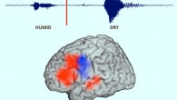 Haller et al tracked the brain as it generated an antonym: the brain required 2-3 seconds to detect (yellow), interpret and search for an answer (red) and respond (blue), with sustained prefrontal lobe activity (red) to coordinate all areas of the brain involved. Image credit: University of California, Berkeley.