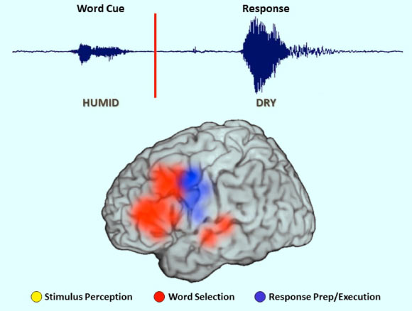 Haller et al tracked the brain as it generated an antonym: the brain required 2-3 seconds to detect (yellow), interpret and search for an answer (red) and respond (blue), with sustained prefrontal lobe activity (red) to coordinate all areas of the brain involved. Image credit: University of California, Berkeley.