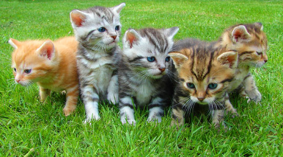 In the study, male cats showed a left-side bias for natural behaviors, females a right-side bias. Image credit: Jan Mallander.