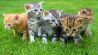 In the study, male cats showed a left-side bias for natural behaviors, females a right-side bias. Image credit: Jan Mallander.