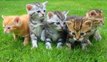 In the study, male cats showed a left-side bias for natural behaviors, females a right-side bias. Image credit: Jan Mallander.