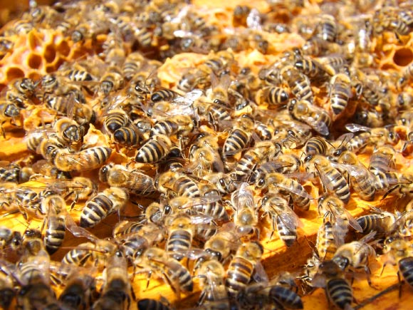 Larger honeybee colonies have quieter combs. Image credit: Seagul.
