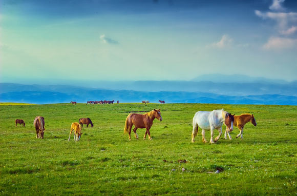Horses. Image credit: Toni X. Jesse.