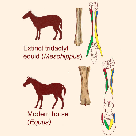 Silhouettes show Mesohippus primigenium, an early ancestor of the modern horse that lived 40 million years ago and was previously believed to have three toes, and the modern horse. Photographs of both animals’ hand bones appear alongside renderings of the researchers’ proposed digit identities. The researchers argue that missing digits one and five are partially expressed on the surfaces of the side toes (shown in red/blue). While the horse is described as being monodactyl, with only one complete digit, the researchers demonstrate that digits two and four are expressed as the splint bones and frog (padding of the foot), as shown in yellow/green. Missing digits one and five are expressed as ridges on the splint bones and as the hoof cartilages, as shown in the lower red/blue areas. Image credit: New York Institute of Technology College of Osteopathic Medicine.