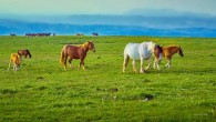 Horses. Image credit: Toni X. Jesse.