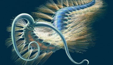 Kootenayscolex barbarensis. Image credit: Danielle Dufault / Royal Ontario Museum.