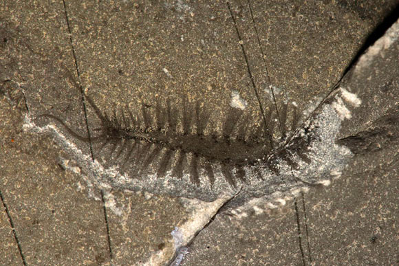 Kootenayscolex barbarensis had a pair of long sensory structures called palps on its head, with a small medial antenna between them. Its body was covered in fleshy appendages called parapodia which bear bristles called chaetae. These structures are used for movement. Image credit: Jean-Bernard Caron / Royal Ontario Museum.