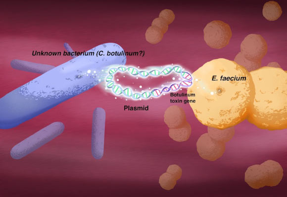 Botulinum toxin was able to jump into a new type of bacteria, Enterococcus, through plasmids, mobile structures that contain DNA independently of the chromosomes and can be swapped from one bacterium to another. Image credit: Elena Hartley.
