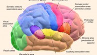 According to Hamrick et al, language is learned, in specific ways, by general-purpose neurocognitive mechanisms that pre-exist Homo sapiens. This image shows functional areas of the human brain; dashed areas shown are commonly left hemisphere dominant. Image credit: Blausen.com staff, doi: 10.15347/wjm/2014.010.