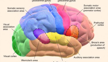 According to Hamrick et al, language is learned, in specific ways, by general-purpose neurocognitive mechanisms that pre-exist Homo sapiens. This image shows functional areas of the human brain; dashed areas shown are commonly left hemisphere dominant. Image credit: Blausen.com staff, doi: 10.15347/wjm/2014.010.