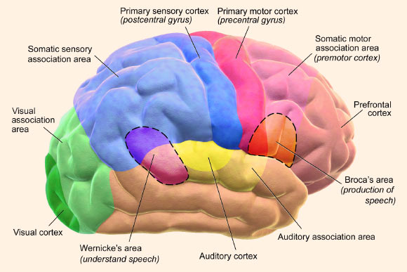 According to Hamrick et al, language is learned, in specific ways, by general-purpose neurocognitive mechanisms that pre-exist Homo sapiens. This image shows functional areas of the human brain; dashed areas shown are commonly left hemisphere dominant. Image credit: Blausen.com staff, doi: 10.15347/wjm/2014.010.