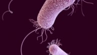 This illustration depicts a 3D computer-generated image of three multidrug-resistant Pseudomonas aeruginosa bacteria. Image credit: James Archer / CDC.