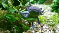 The Mexican axolotl (Ambystoma mexicanum). Image credit: Bouboulski / CC BY-SA 4.0.