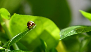 The Colorado potato beetle (Leptinotarsa decemlineata). Image credit: Ben Pélissié / University of Wisconsin – Madison.