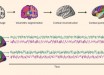 Parkinson et al show evidence for neural homophily -- neural responses when viewing audiovisual movies are exceptionally similar among friends, and that similarity decreases with increasing distance in a real-world social network. Image credit: Parkinson et al, doi: 10.1038/s41467-017-02722-7.