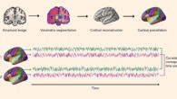 Parkinson et al show evidence for neural homophily -- neural responses when viewing audiovisual movies are exceptionally similar among friends, and that similarity decreases with increasing distance in a real-world social network. Image credit: Parkinson et al, doi: 10.1038/s41467-017-02722-7.
