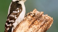 The downy woodpecker (Dryobates pubescens). Image credit: Wolfgang Wander.