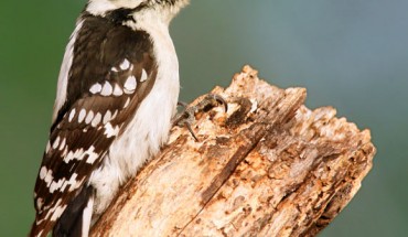 The downy woodpecker (Dryobates pubescens). Image credit: Wolfgang Wander.