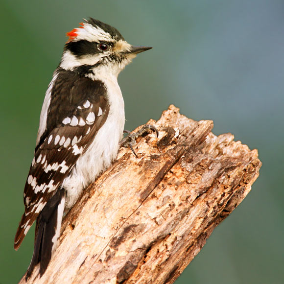 The downy woodpecker (Dryobates pubescens). Image credit: Wolfgang Wander.