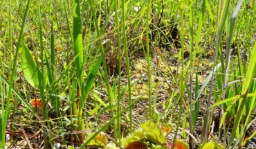 Venus flytrap in its native habitat. Image credit: Clyde Sorenson.