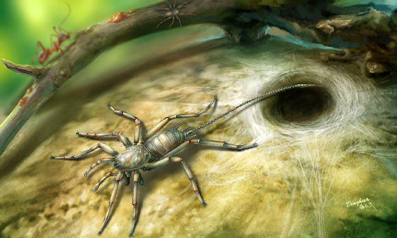 Chimerarachne yingi resembles a spider in having fangs, male pedipalps, four walking legs and silk-producing spinnerets at its rear. However, it also bears a long tail. Image credit: Dinghua Yang.
