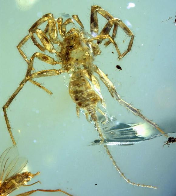 A specimen of Chimerarachne yingi in dorsal ventral view. Scale bars - 1 mm. Image credit: Wang et al, doi: 10.1038/s41559-017-0449-3.