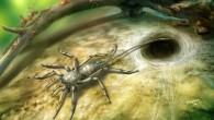 Chimerarachne yingi resembles a spider in having fangs, male pedipalps, four walking legs and silk-producing spinnerets at its rear. However, it also bears a long tail. Image credit: Dinghua Yang.