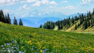 Flowering plants likely originated between 149 million years ago (Jurassic period) and 256 million years ago (Permian period). Image credit: Ilona Ilyés.